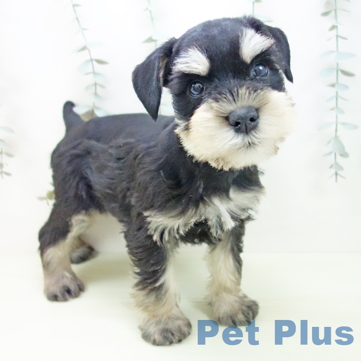 ミニチュア・シュナウザー