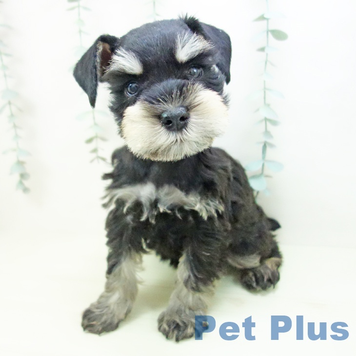 ミニチュア・シュナウザーの写真2