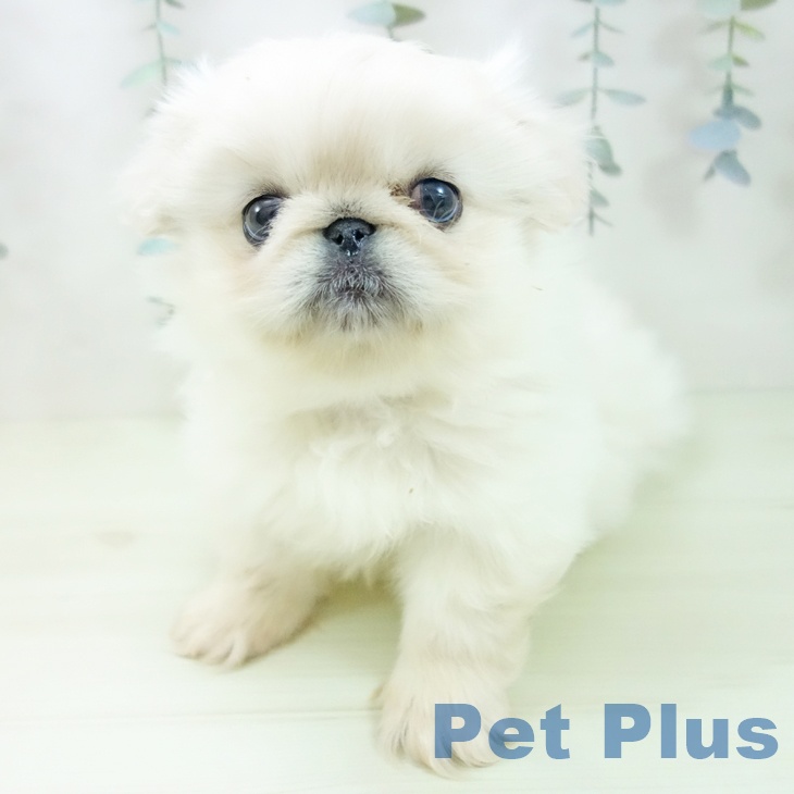 ペキニーズの写真2