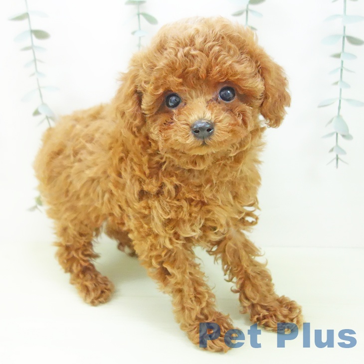 トイ・プードル