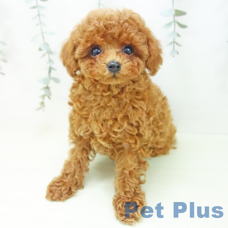 トイ・プードルの写真2