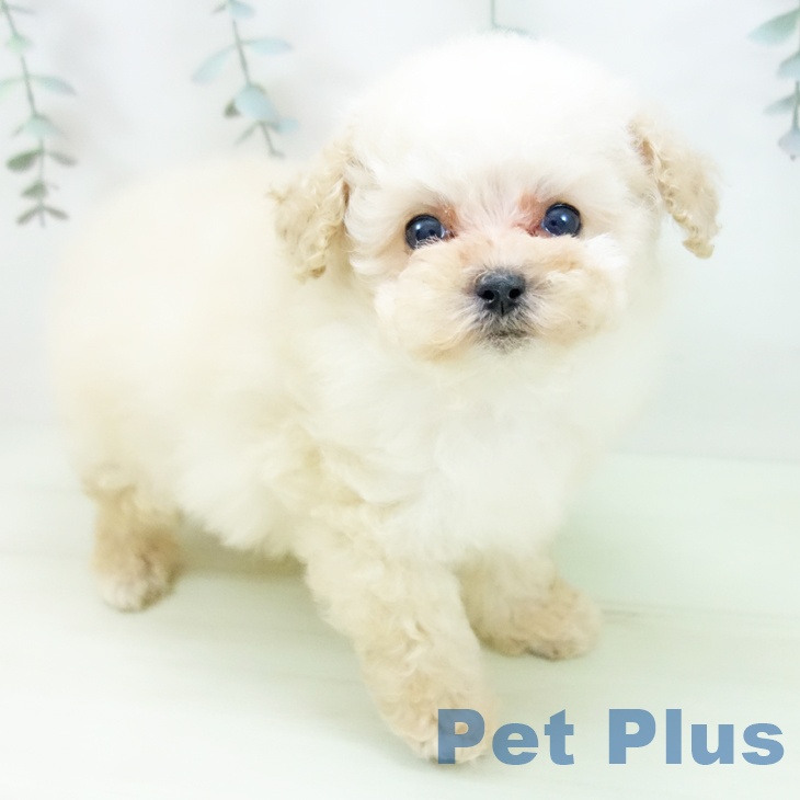 トイ・プードル