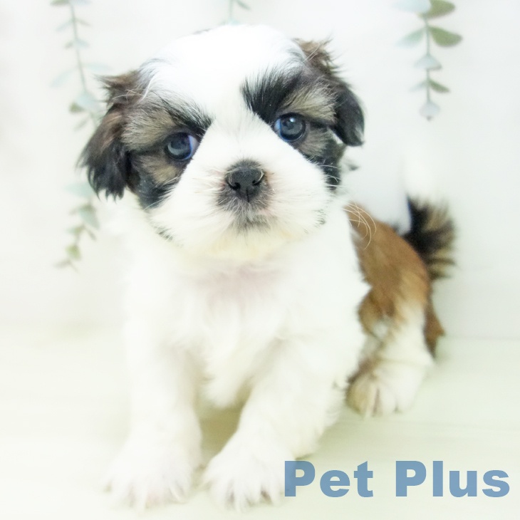 シー・ズーの写真2