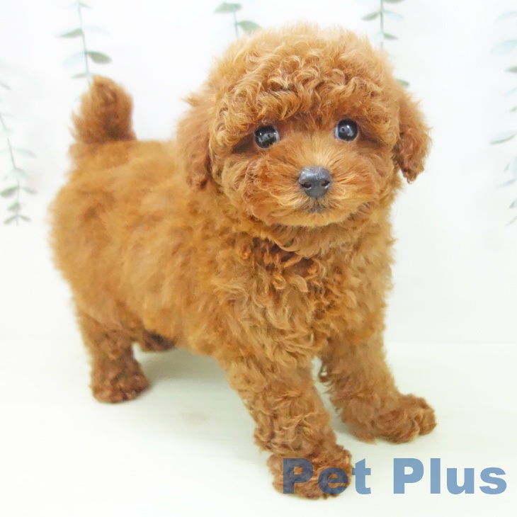 トイ・プードル