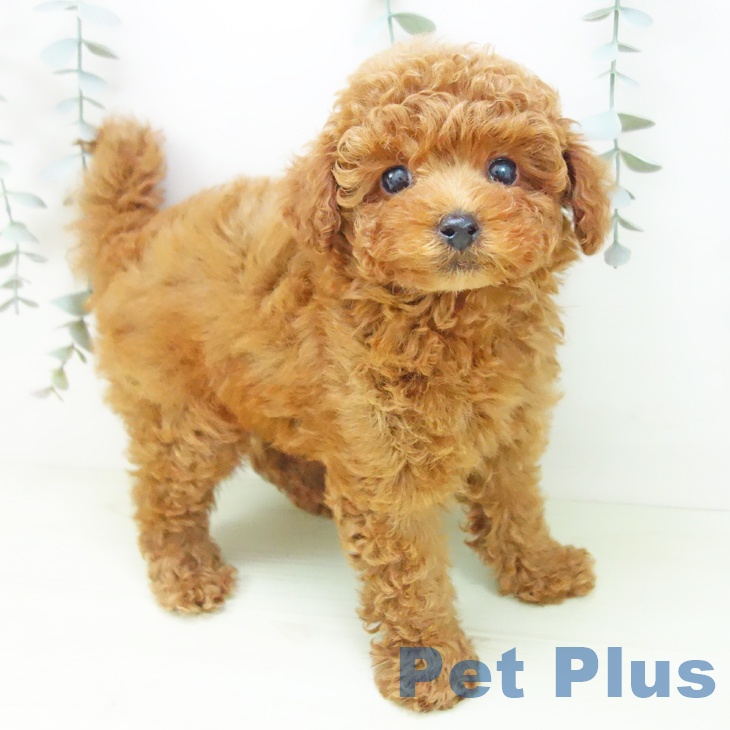 トイ・プードルの写真2