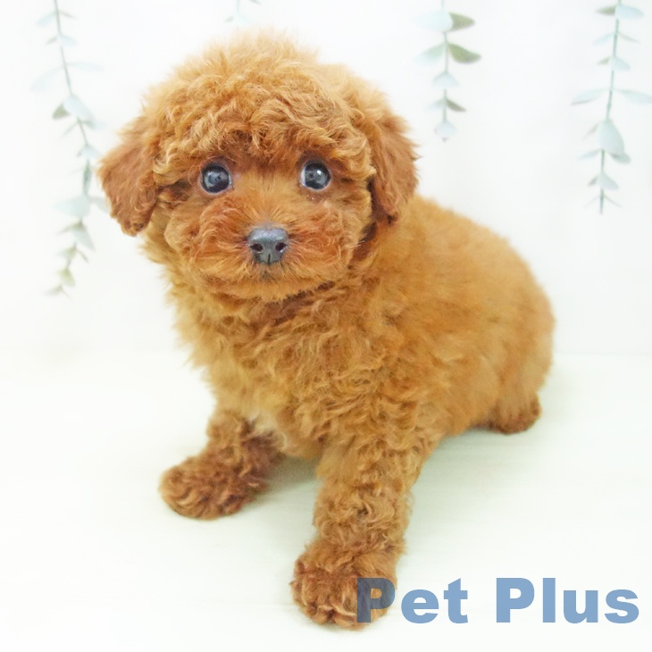 トイ・プードルの写真2