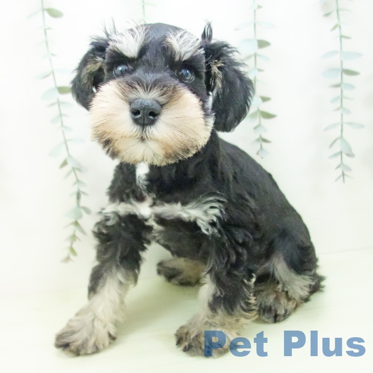 ミニチュア・シュナウザーの写真2