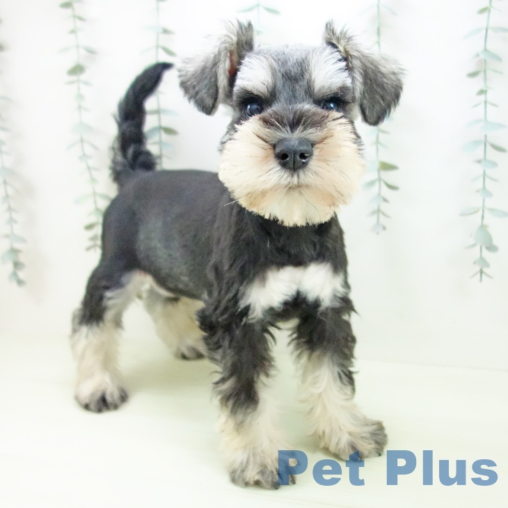 ミニチュア・シュナウザー