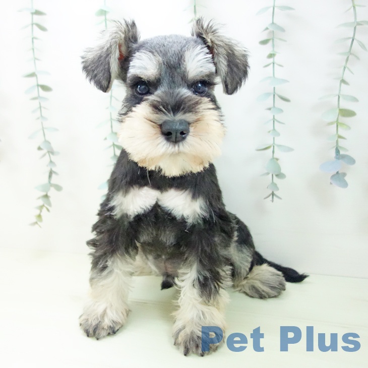 ミニチュア・シュナウザーの写真2