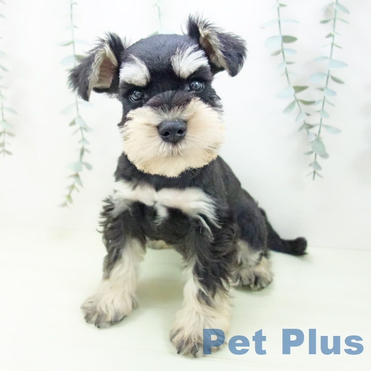 ミニチュア・シュナウザー