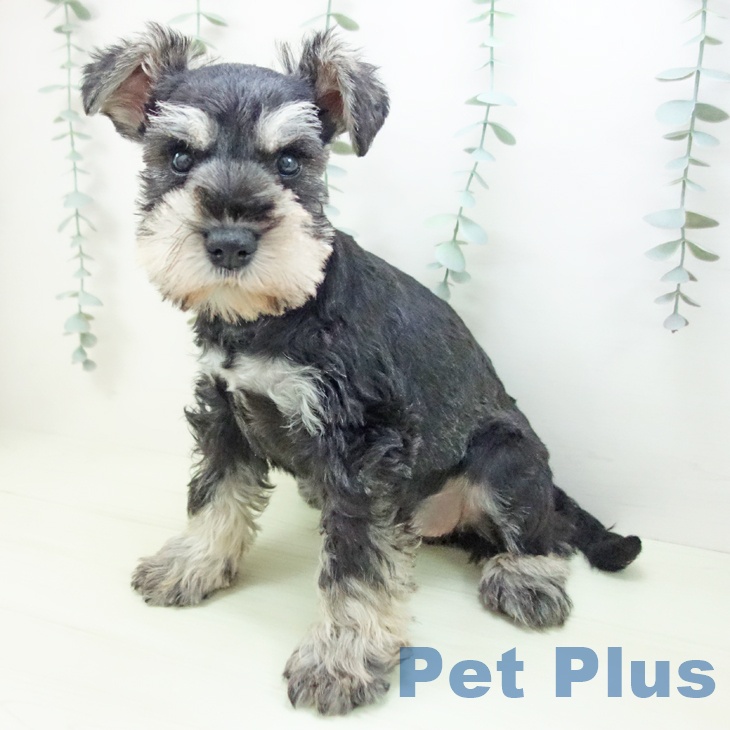 ミニチュア・シュナウザーの写真2