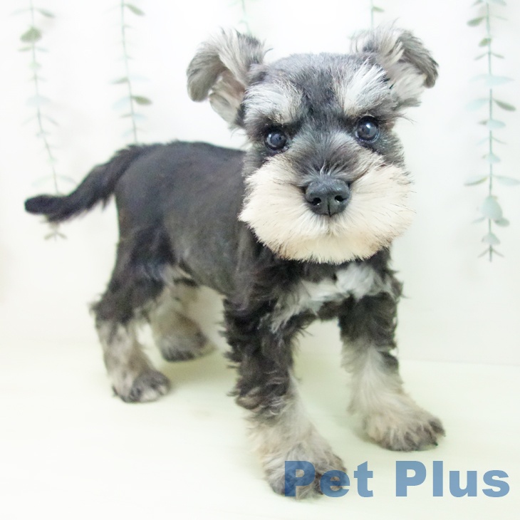 ミニチュア・シュナウザー