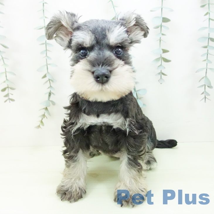 ミニチュア・シュナウザー