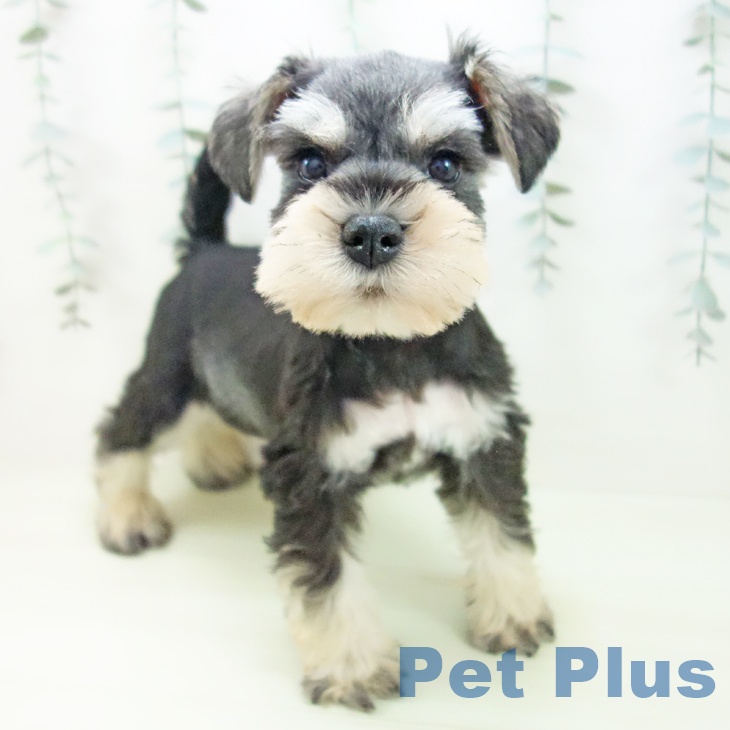 ミニチュア・シュナウザー