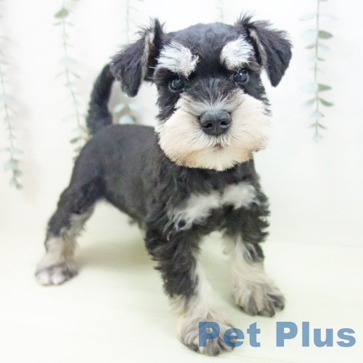 ミニチュア・シュナウザー