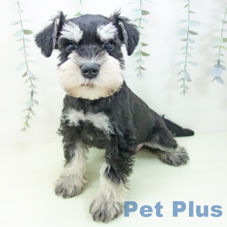 ミニチュア・シュナウザーの写真2