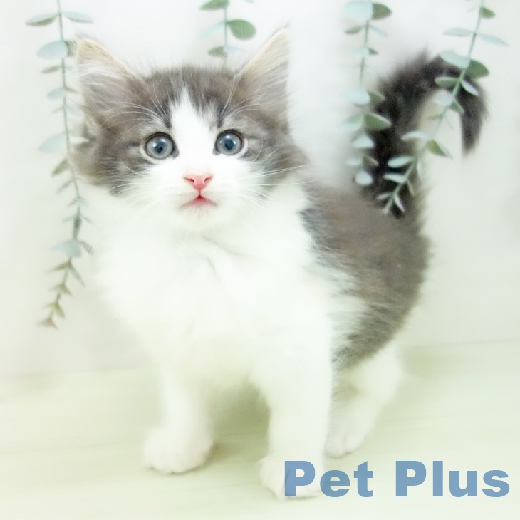 ノルウェージャンフォレストキャット