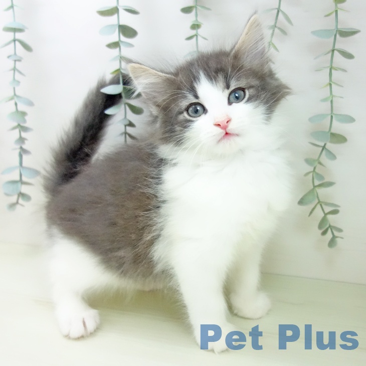 ノルウェージャンフォレストキャットの写真2