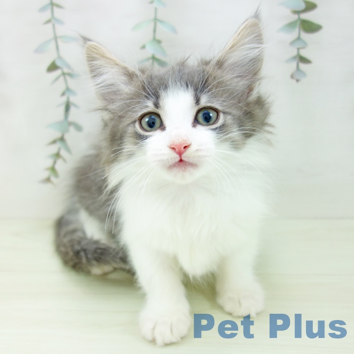 ノルウェージャンフォレストキャットの写真2