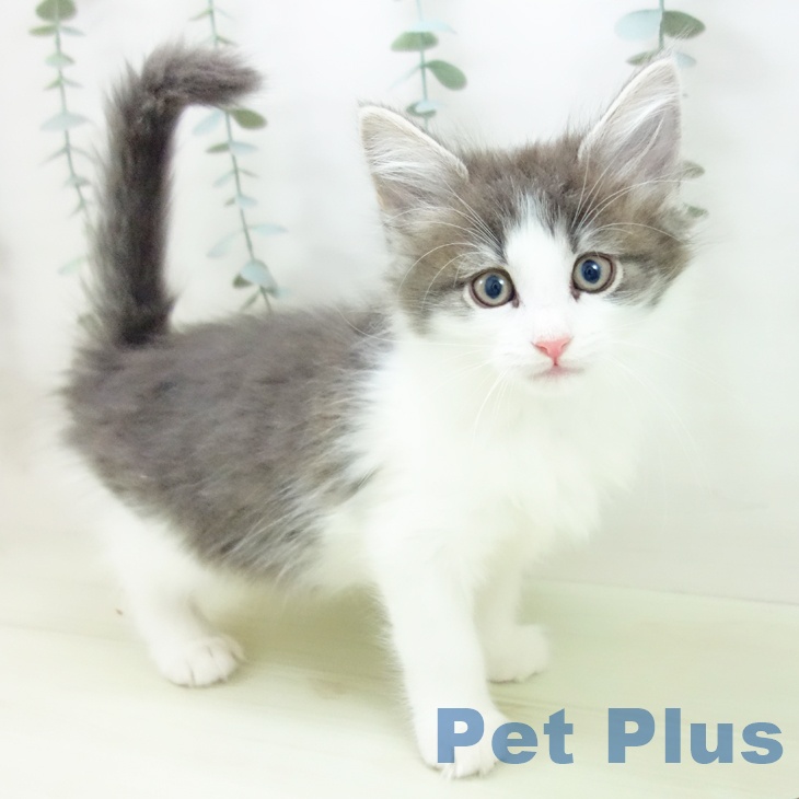 ノルウェージャンフォレストキャット