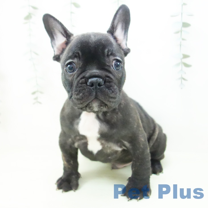フレンチ・ブルドッグの写真2