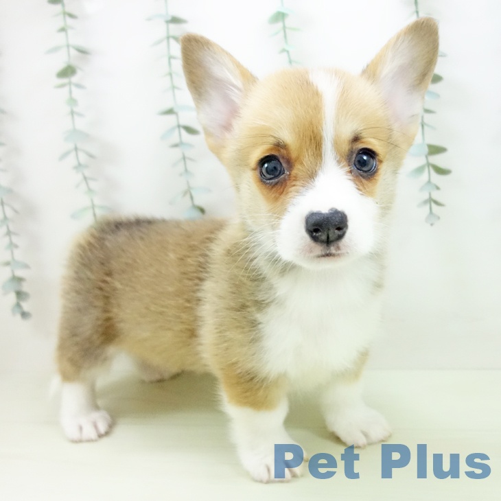 ウェルシュ・コーギー・ペンブローク