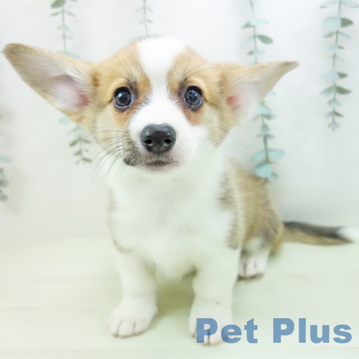 ウェルシュ・コーギー・ペンブローク