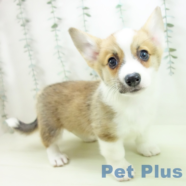 ウェルシュ・コーギー・ペンブロークの写真2