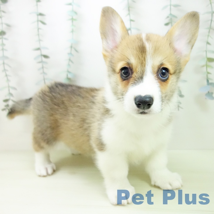 ウェルシュ・コーギー・ペンブローク