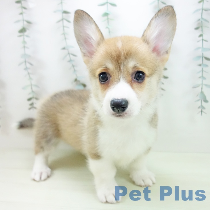 ウェルシュ・コーギー・ペンブローク