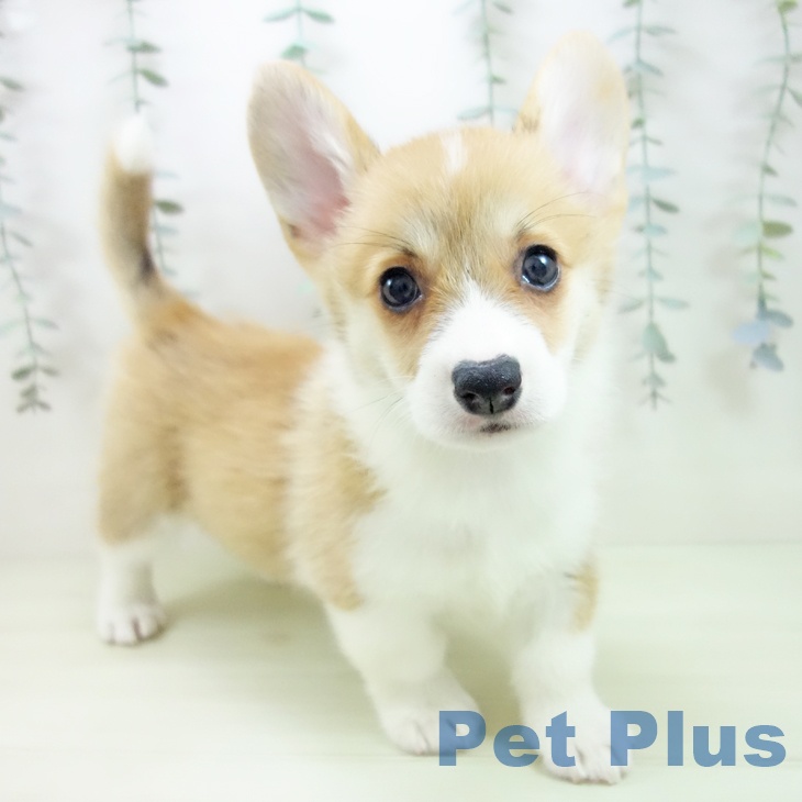 ウェルシュ・コーギー・ペンブローク