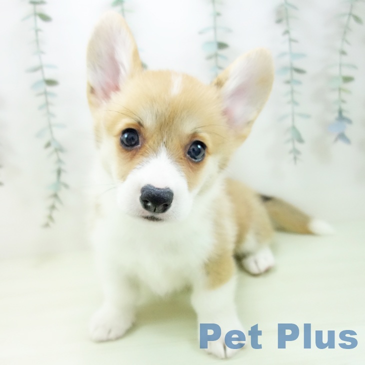 ウェルシュ・コーギー・ペンブロークの写真2