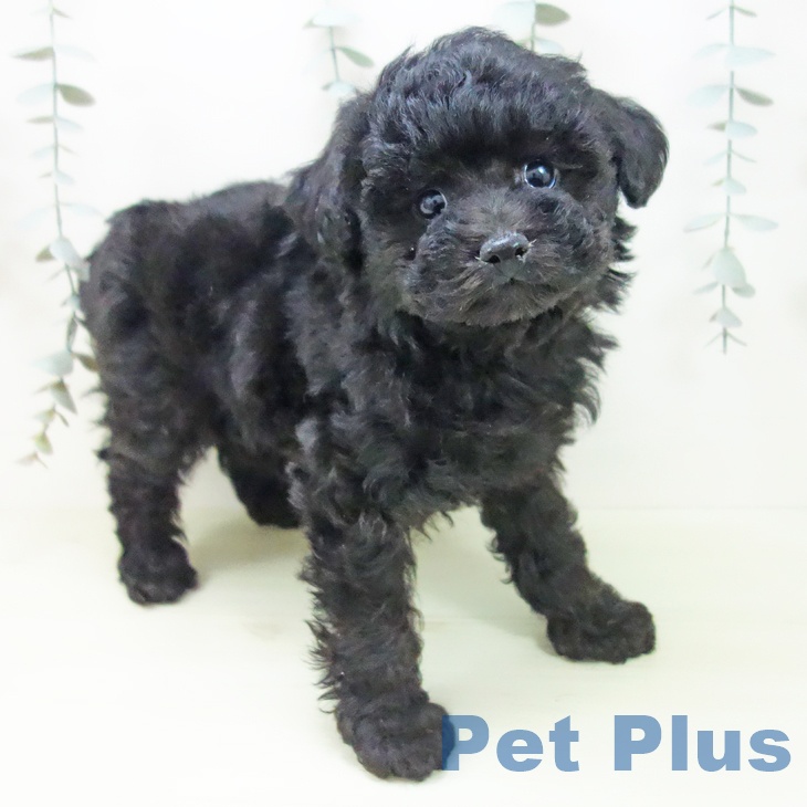 トイ・プードル