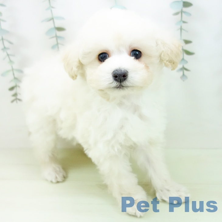 トイ・プードル