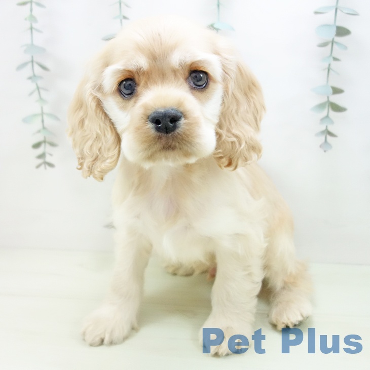 アメリカン・コッカー・スパニエルの写真2