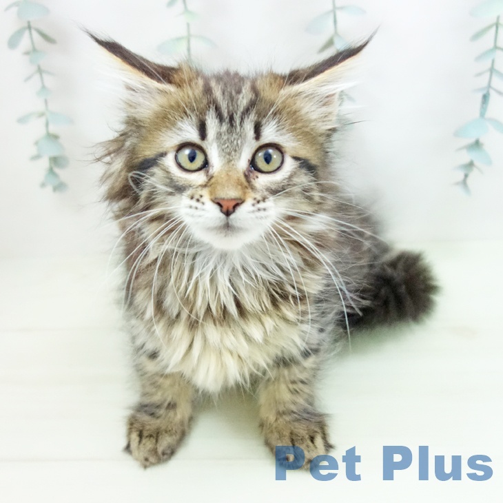 メインクーンの写真2