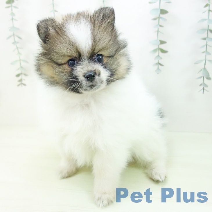 ポメラニアンの写真2