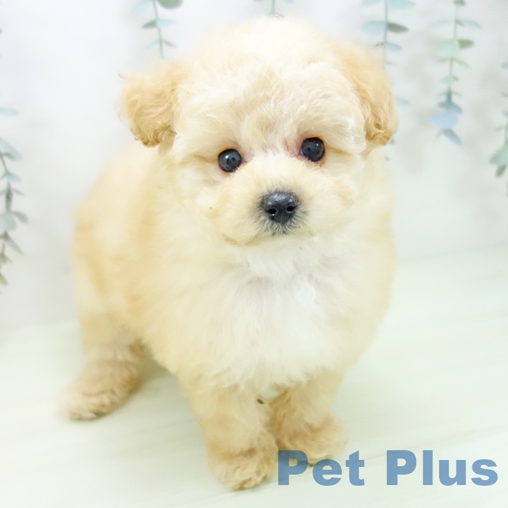 トイ・プードル