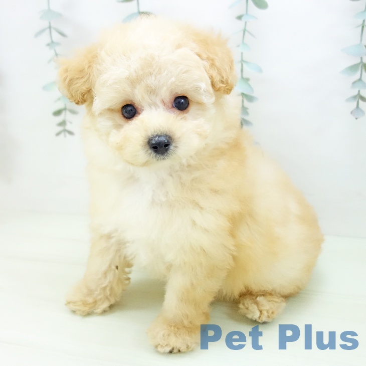 トイ・プードルの写真2