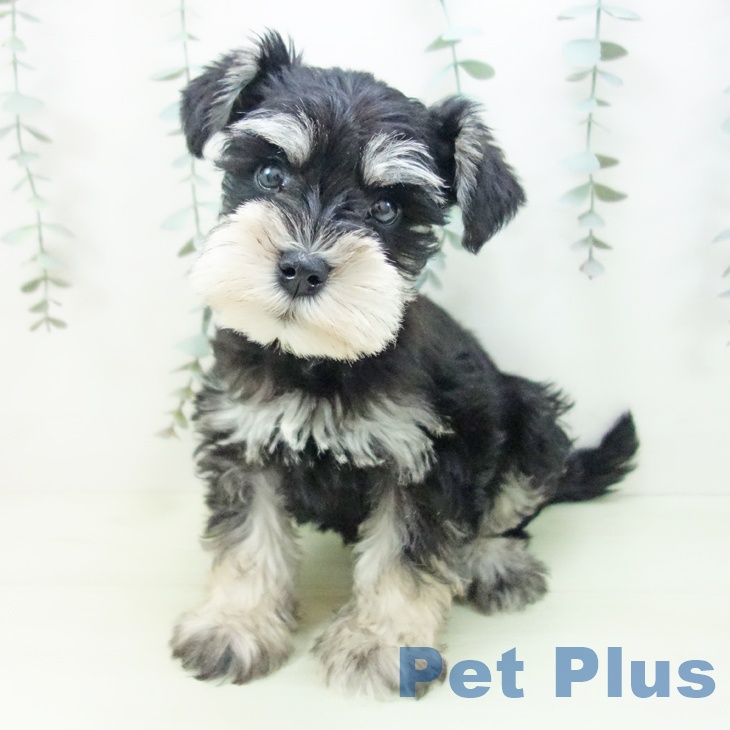 ミニチュア・シュナウザー