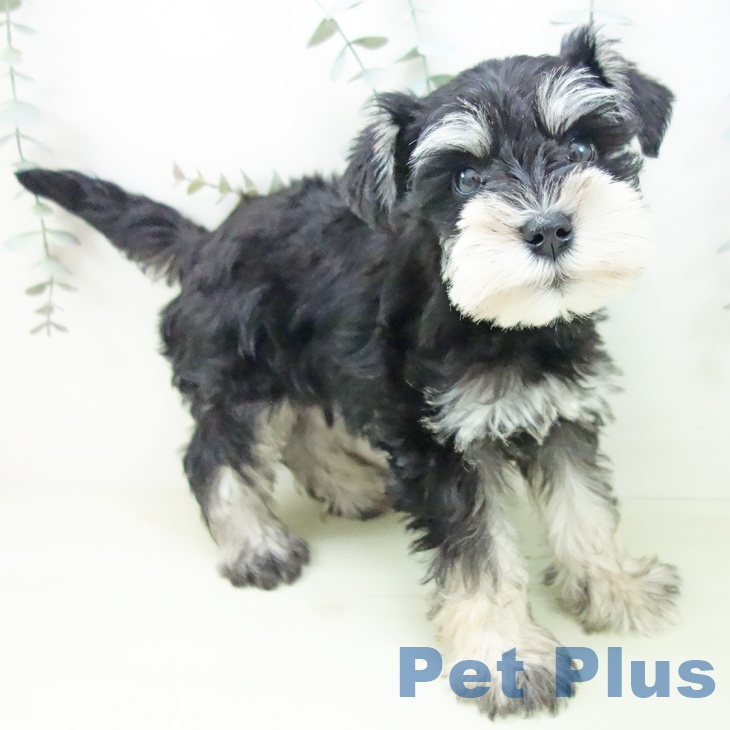 ミニチュア・シュナウザーの写真2