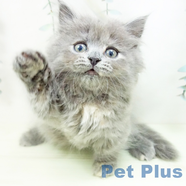 ミヌエットの写真2