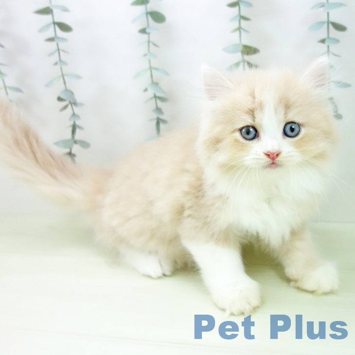 ラガマフィンの写真2