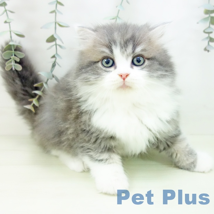 ラガマフィンの写真2