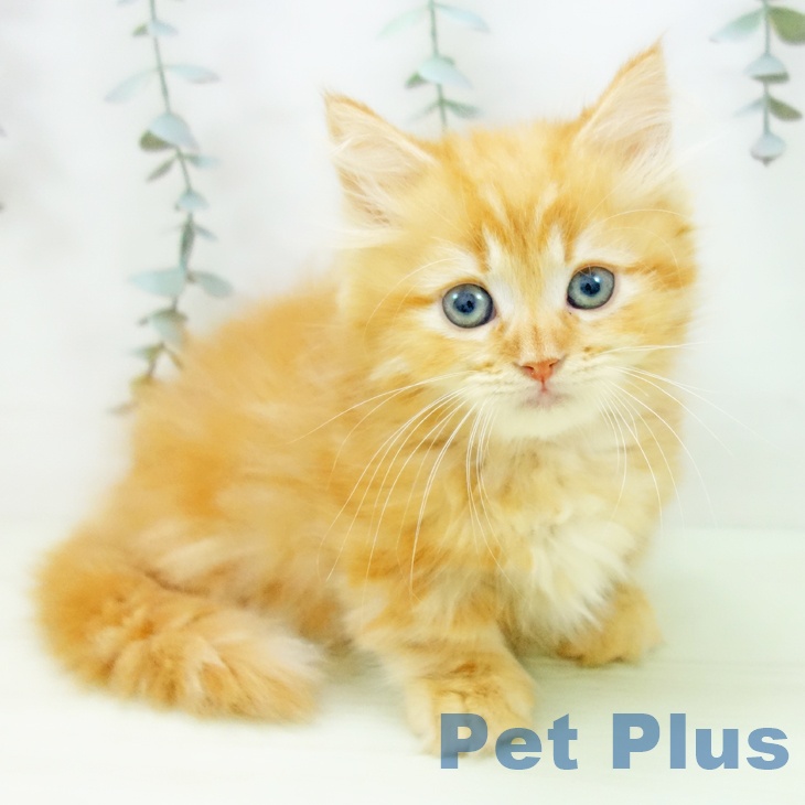 ミヌエットの写真2