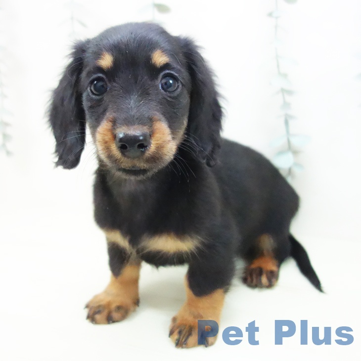 ミニチュア・ダックスフンド