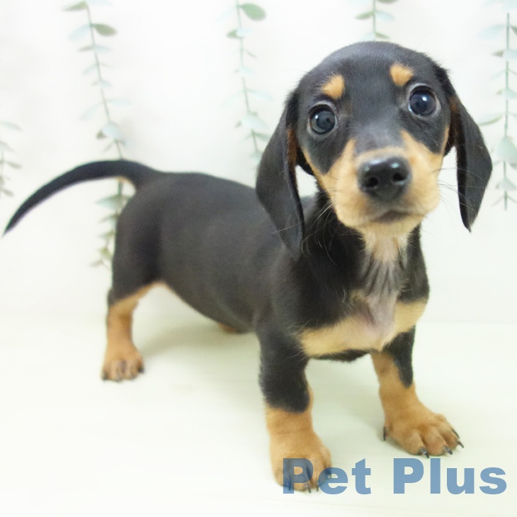 ミニチュア・ダックスフンド