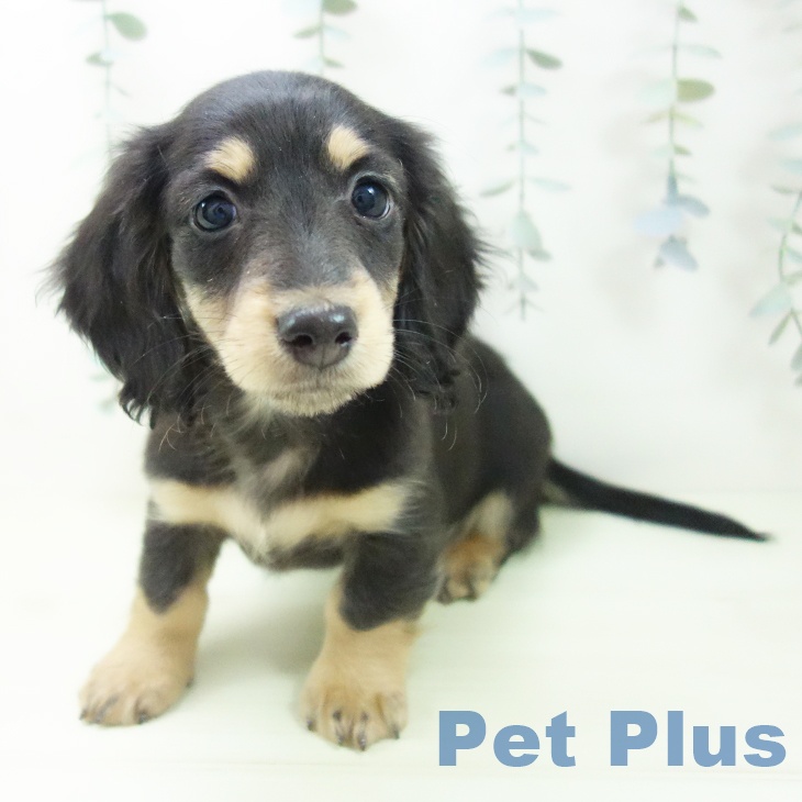 ミニチュア・ダックスフンドの写真2