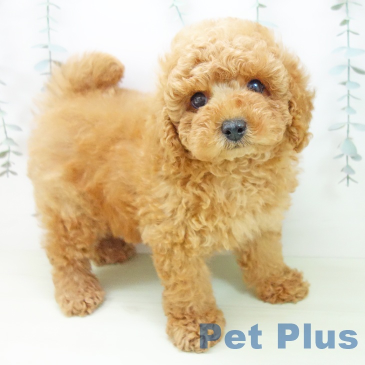 トイ・プードル