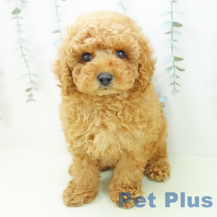 トイ・プードルの写真2